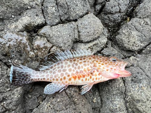 オオモンハタの釣果