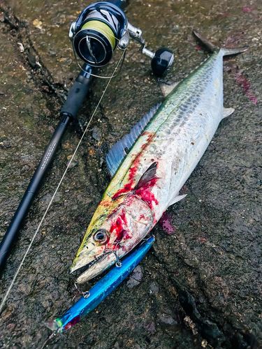 サゴシの釣果