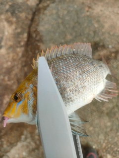 フエフキダイの釣果