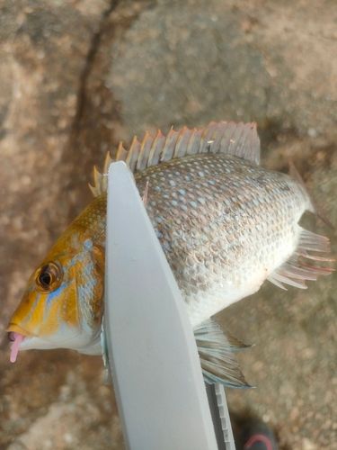 フエフキダイの釣果