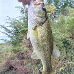 ブラックバス