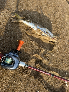 コズクラの釣果