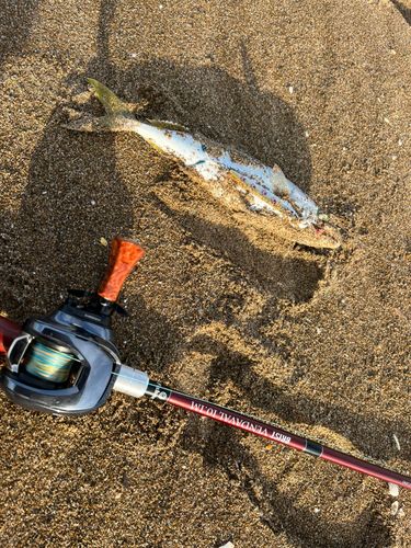 コズクラの釣果