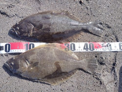 ヒラメの釣果