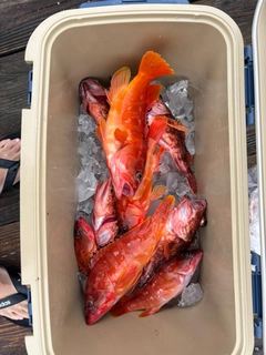 アカハタの釣果