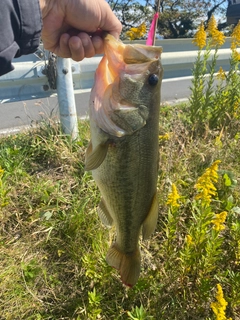 ラージマウスバスの釣果