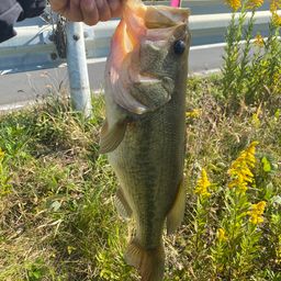 ラージマウスバス