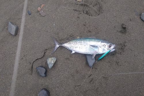 メジの釣果