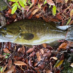 スモールマウスバス