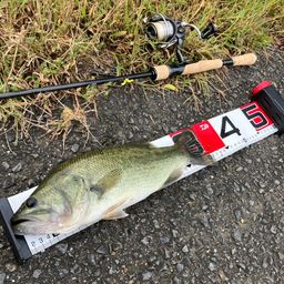 ブラックバス