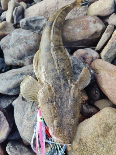マゴチの釣果