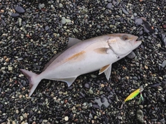 ショゴの釣果