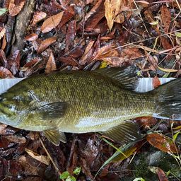 スモールマウスバス