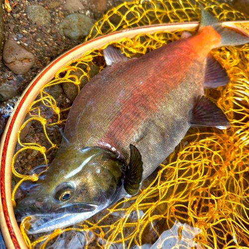 ヒメマスの釣果