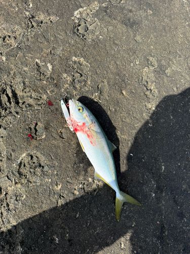 ワカシの釣果