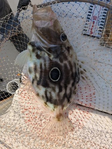 マトウダイの釣果