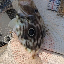 マトウダイ