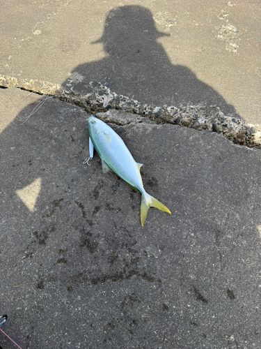 ワカシの釣果
