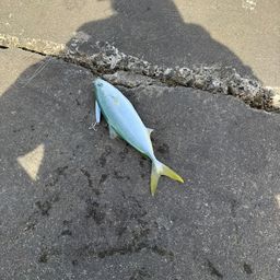 ワカシ