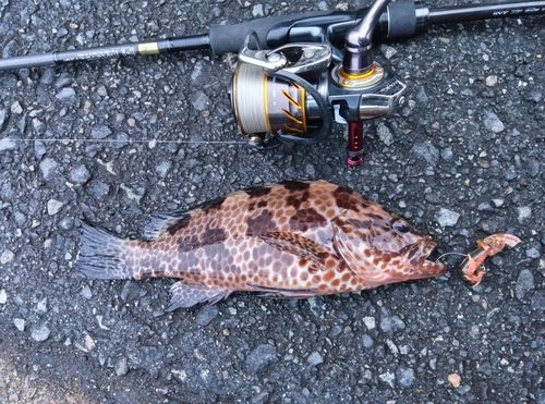 オオモンハタの釣果