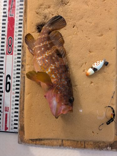 キジハタの釣果