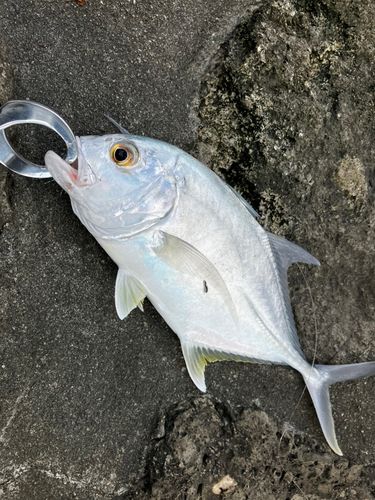 メッキの釣果
