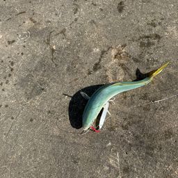 ワカシ