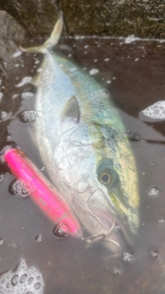 ワラサの釣果