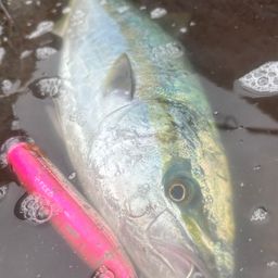 ワラサ