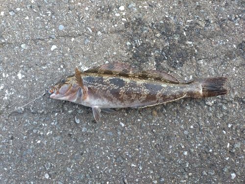 アイナメの釣果