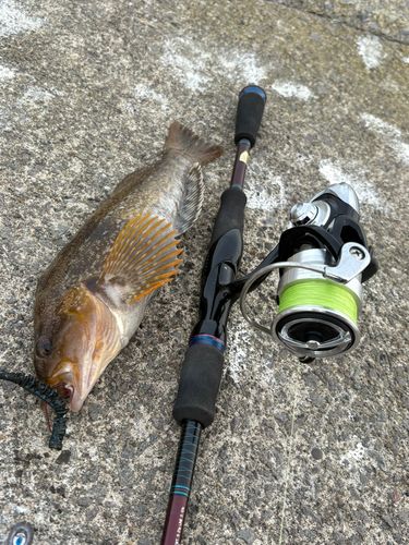 アイナメの釣果