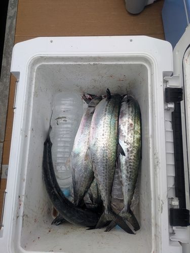 サゴシの釣果
