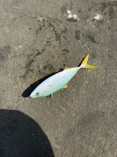 ワカシの釣果