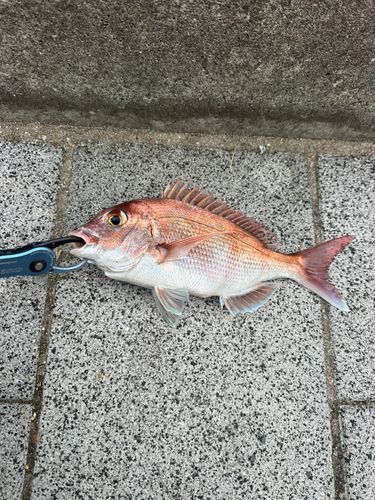 タイの釣果