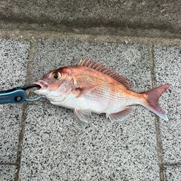 タイ
