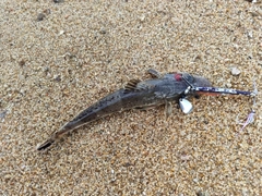 ワニゴチの釣果