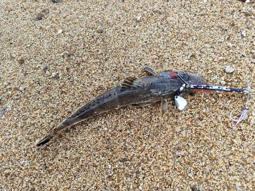 イネゴチの釣果
