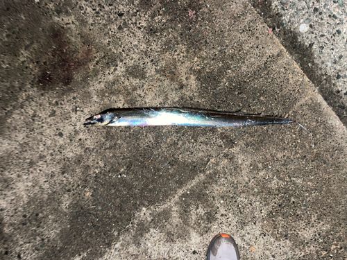 タチウオの釣果