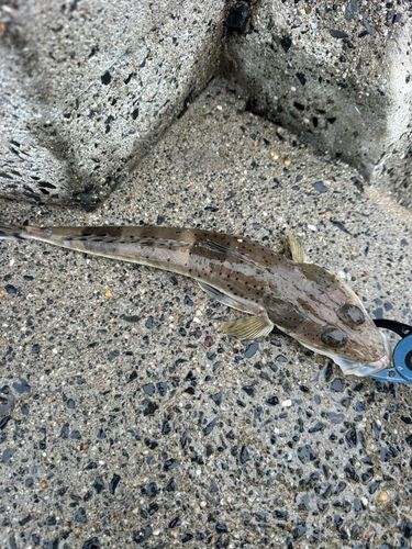 コチの釣果