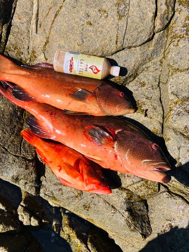 スジアラの釣果