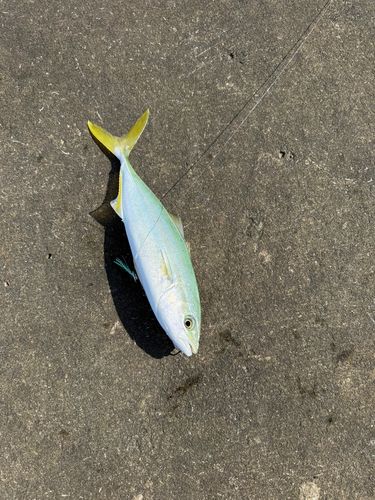 ワカシの釣果