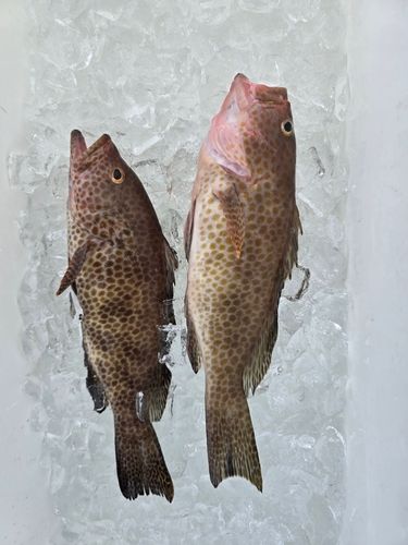オオモンハタの釣果