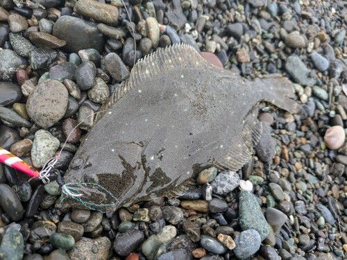 茅ヶ崎海岸