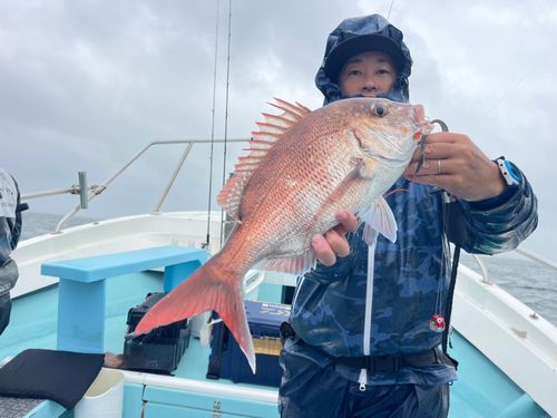 マダイの釣果