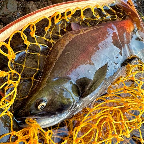 ヒメマスの釣果