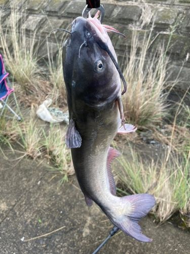 アメリカナマズの釣果