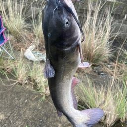 アメリカナマズ