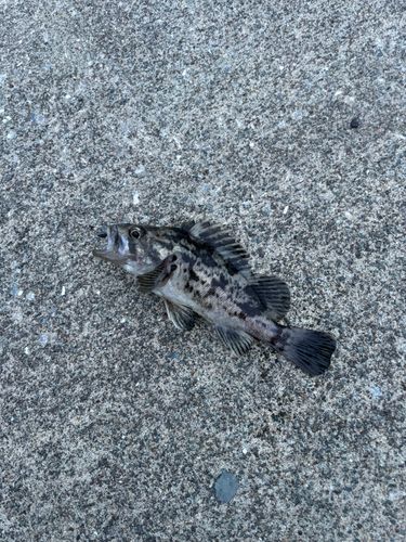 ソイの釣果