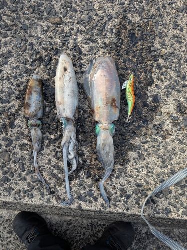 アオリイカの釣果