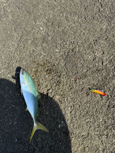 ワカシの釣果